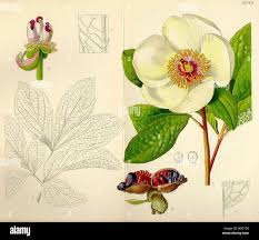 Image result for Pleiocarpa bicarpellata