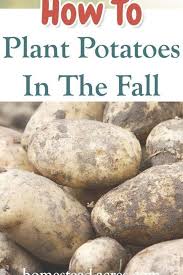 I Love Planting Potatoes In The Fall Fall Is The Perfect Time To Plant Potatoes In Your Vegetable Garde Planting Potatoes Potato Gardening Planting Vegetables