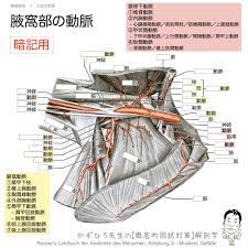 腋窩動脈の走行と筋 鎖骨下動脈が第1肋骨外側縁を越えると 腋窩動脈へと移行します 腋窩動脈の枝は 肩甲下枝 最上胸動脈 胸肩峰動脈 外側胸動脈 肩甲下動脈 前上腕回旋動脈 後上腕回旋動脈があります 肩甲下動脈は 肩甲回旋動脈と胸背動脈へと分かれます