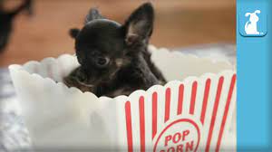 Teacup chihuahua puppies for sale are exceptionally tiny. Teresa S Akc Chihuahuas