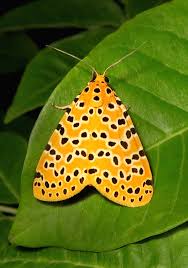 Image result for Crotalaria bernieri