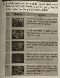 Pada pembahasan sebelumya sudah membahas tentang tumbuhan monokotil secara lengkap. Contoh Spesies Tumbuhan Lumut Dari Kelas Anthocerotopsida Beserta Ciri Ciri Yang Dimiliki Dalam Brainly Co Id