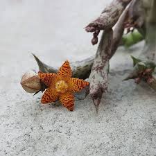 Image result for Orbea schweinfurthii