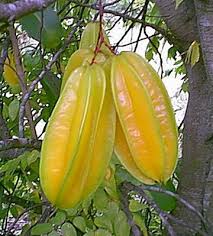 Image result for Averrhoa carambola