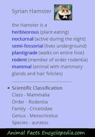 Free calculus tutor more cool math games google spreadsheet functions simple addition facts grade 8 pythagorean theorem worksheets christmas puzzles to print math proof problems 5th grade. Syrian Hamster Animal Facts Encyclopedia