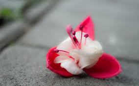 1920 x 1200 jpeg 234 кб. Cute Flower Wallpaper Cute Flowers 1000x625 Wallpaper Teahub Io