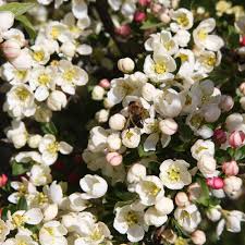 Opening from pink buds, abundant clusters of fragrant, sparkling white blossoms appear in mid spring. Malus Sargentii Tina White Flowering Dwarf Crab Apple Trees