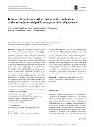 Image result for Ascolepis trigona