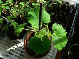 For cucumbers growing in a greenhouse: Container Cucumbers Information On Growing Cucumbers In Pots