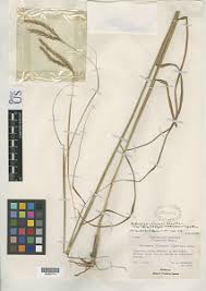 Image result for Andropogon chinensis