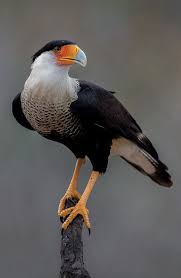 Birds That Look Like Eagles In Florida Crested Carcara Wild Birds Birds Animals