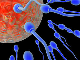 Image result for Spermacoce huillensis