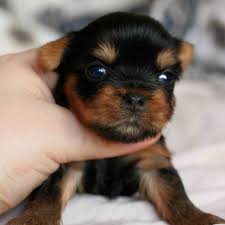 20 years of experience breeding yorkies. Quality Yorkie Puppies For Sale Qualityyorkiesww On Pinterest Yorkie Puppy Yorkie Yorkie Puppy For Sale