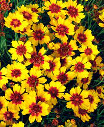 You Ll Fall In Love With These Gorgeous Coreopsis Varieties Sunset Pineapple Planting Coreopsis Flower Pineapple Pie