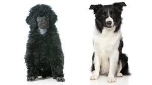 23 years dog breeding experience & 20 years as a veterinarian. Bordoodle Meet The Amazing Border Collie Poodle Mix