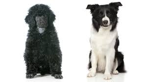 There are a few genetic and common health issues that miniature border collies can, unfortunately, suffer from. Miniature Border Collie Would This Mini Be Right For You