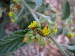 Image result for Waltheria indica