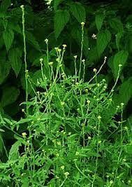 Plant classifications of flowering and now flowering plants. Sisymbrium Officinale Wikipedia