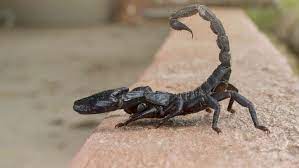 Find opening hours and closing hours from the pest control category in devine, tx and other contact details such as address, phone number, website. Pest Control Rodent Control Services Pearsall Devine Dilley Tx Robledo S Pest Control