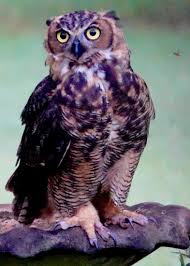 In this episode of the owl brothers, hugs takes a bath in baking soda. A Great Horned Owl Enjoys A Birdbath Garden Gun
