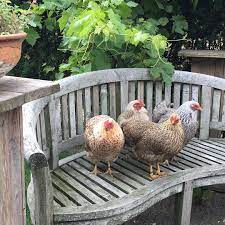 Pin Di Alicia Breining Su Chickens