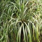 Image result for Pandanus candelabrum