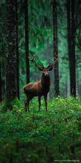 Wildlife wallpaper animal wallpaper cool wallpaper bull skull tattoos bull skulls 4k wallpaper download wallpaper downloads wallpaper for your phone aesthetic iphone wallpaper. Pin By R Kumar On Animals Hd Wallpaper Wild Animals Photography Animals Amazing Animals Wild