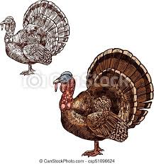 Turkey, sub sandwich, cute turkey, thanksgiving turkey icon. Turkey Bird Thanksgiving Day Sketch Vector Icon Turkey Bird Sketch Icon For Thanksgiving Day Seasonal Greeting Design Canstock