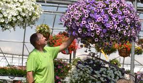 Check spelling or type a new query. Trick To Get Mums To Come Back Every Year Plant Them Now Buffalo Niagaragardening Com