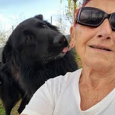 Jack dit Buddy vient vous faire une petite léchouille 😍( bon ok une grosse  léchouille en vrai 🤣) Cet adorable bonhomme d'à peine 2 ans a perdu son  humain pour des raisons