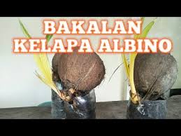 Ya, bonsai merupakan teknik atau cara mengkerdilkan sejumlah tanaman yang berukuran sangat besar seperti halnya kelapa, beringin, dan sebagainya. Bonsai Kelapa Albino Konon Harga Bakalan Ratusan Ribu Youtube
