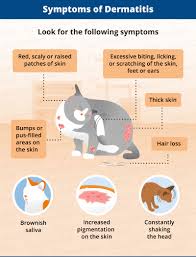 Flea allergy dermatitis (fad) is a form of skin hypersensitivity in cats (and it is also found, just as common, in dogs). Allergic Dermatitis In Cats Recognize The Signs Canna Pet