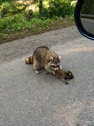 Raccoons begin mating in late winter and usually have one to six kits in april or may. Raccoon Animals Beautiful Cute Animals Animals