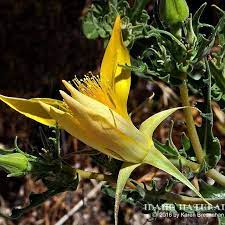 The Magnificent Blazing Star Mentzelia Laevicaulis Opens Only In Late Afternoon And Blooms Until Early Morning Wildflowers Id Wild Flowers Landscape Bloom