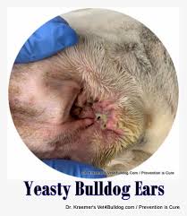 Image result for mold in the ear dog