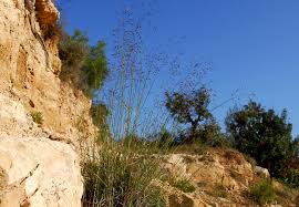 Image result for Leptochloa coerulescens