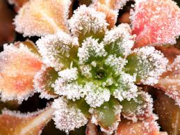 Flowers that grow in winter uk. Top 10 Winter Plants Howstuffworks