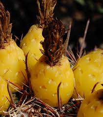 Barrel cactus fruit what it tastes like: How To Eat Barrel Cactus Desert Tortoise Botanicals