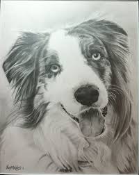 Pencil Drawing I Did Of A Beautiful Australian Shepherd Animals Beautiful Dog Sketch Animals