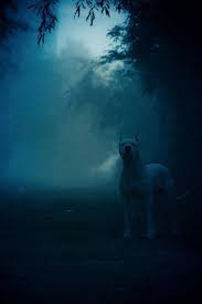 Dogo Argentino Kopek Turleri Buyuk Kopekler Arjantin