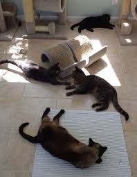 Cat Room Ideas The Sunlight Lures Them In The Heated Floor Keeps Them Happy My 4 Cats Don T Always Get Along But Will Put Aside Cat Room Warm Tiles Cats