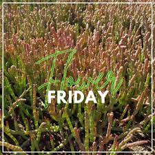 Image result for Sarcocornia natalensis