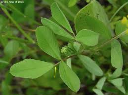 Image result for Trifolium campestre