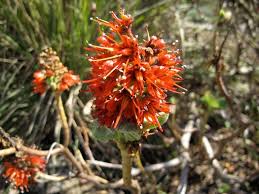 Image result for Greyia