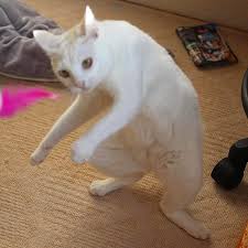 Meme Del Gato Blanco Yo Habia Ponido Animal Memes Stupid Cat Cat Memes