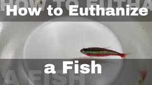 A lot of people will make that tough choice to end their suffering. How To Euthanize A Fish Humanely Not For The Faint Of Heart Youtube