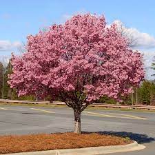 Applying 2 inches of mulch can help protect the roots and retain moisture. Okame Cherry Tree Flowering Cherry Tree Cherry Tree Fast Growing Trees