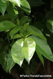 Image result for Cynometra alexandri