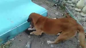 Herzzerreissend Hund Beerdigt Kleines Katzchen Kleine Katzen Hunde Katzen