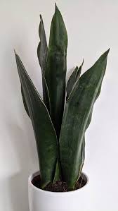 Maybe you would like to learn more about one of these? Sansevieria Dracaena Snake Plant Mother In Law S Tongue Guide Our House Plants